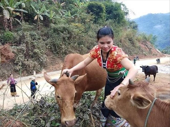 Chị Vi Thị Mồn, thành viên tổ hợp tác chăn nuôi bò sinh sản bản Chai, xã Mường Chanh chăm sóc đàn bò của gia đình. Ảnh: Hoa Mai - TTXVN