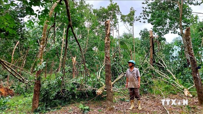 Thừa Thiên – Huế: Hỗ trợ người dân trồng cao su bị thiệt hại do bão số 5