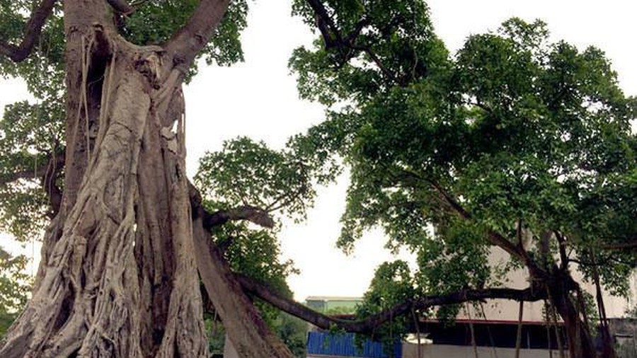 Cây đa gần 200 tuổi ở Bến Tre được công nhận cây Di sản Việt Nam