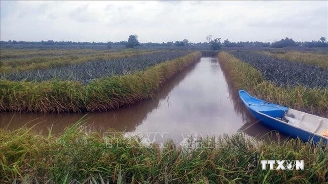 Phát triển bền vững mô hình tôm – lúa ở Đồng bằng sông Cửu Long