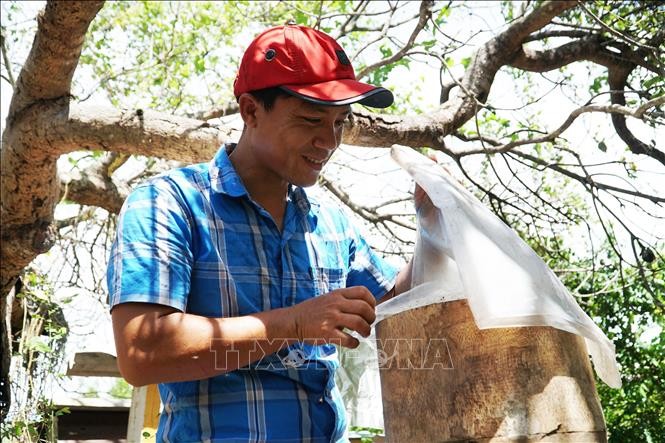 Nuôi ong dú lấy mật cho nông dân Bình Châu thu nhập cao