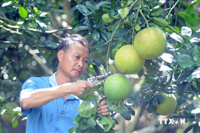 Thay đổi tư duy canh tác, hướng đến sản xuất nông nghiệp sạch ở huyện Mai Sơn