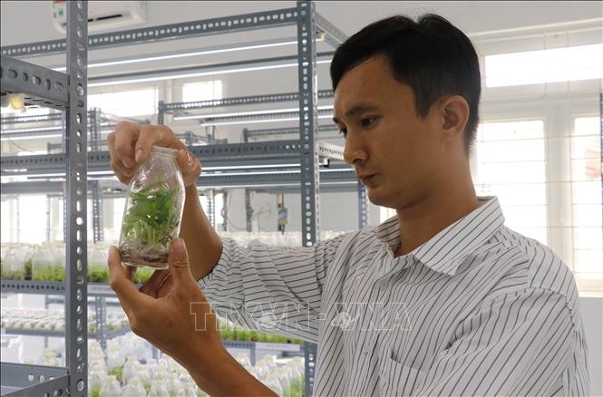 Cây chuối Úc được nuôi cấy mô trong phòng thí nghiệm tại Khu nông nghiệp Công nghệ cao Phú Yên. Ảnh: Phạm Cường-TTXVN
