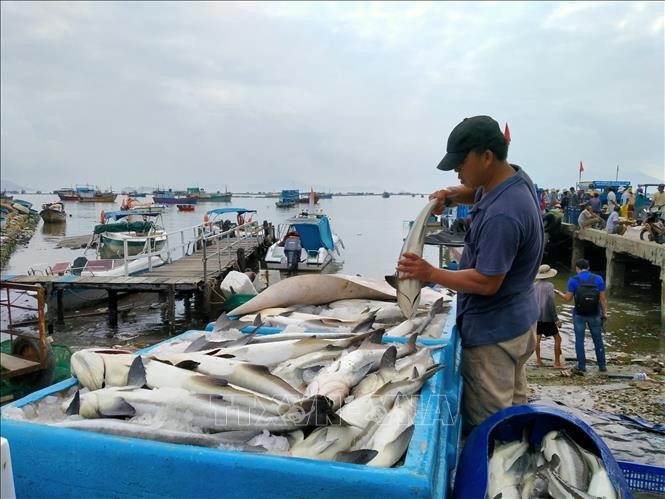 Ngư dân Khánh Hòa thu hoạch và tiêu thụ cá nhanh để tránh bão số 13