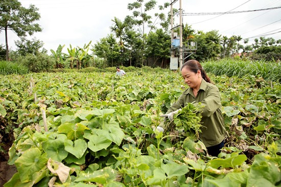 Gia đình chị Bùi Thị Tính, thôn Đồng Thanh, xã Hồ Sơn (Tam Đảo) chuyển đổi từ trồng lúa sang trồng rau su su, mỗi năm thu nhập từ 40-50 triệu đồng/vụ. Ảnh: baovinhphuc.com.vn