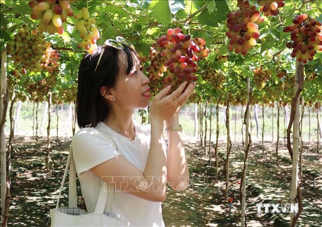 Ninh Thuận tạo bước đột phá, thúc đẩy du lịch nông nghiệp phát triển bền vững
