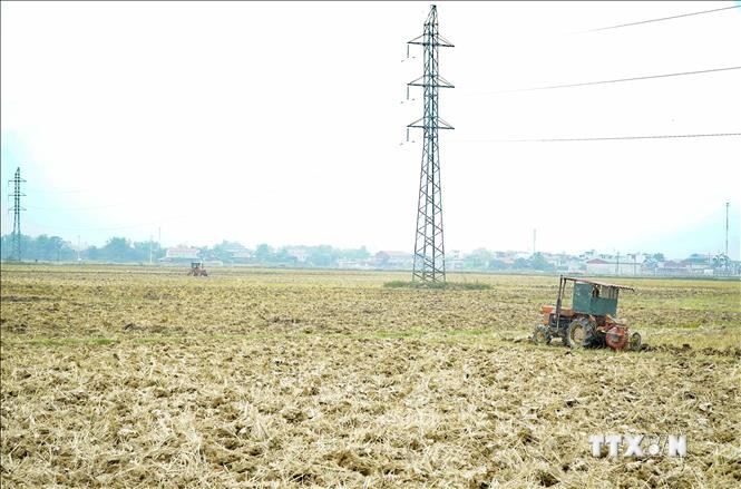 Cánh đồng Mường Thanh là vùng chuyên canh trồng lúa lớn nhất của tỉnh Điện Biên và khu vực Tây Bắc. Ảnh: Xuân Tư – TTXVN