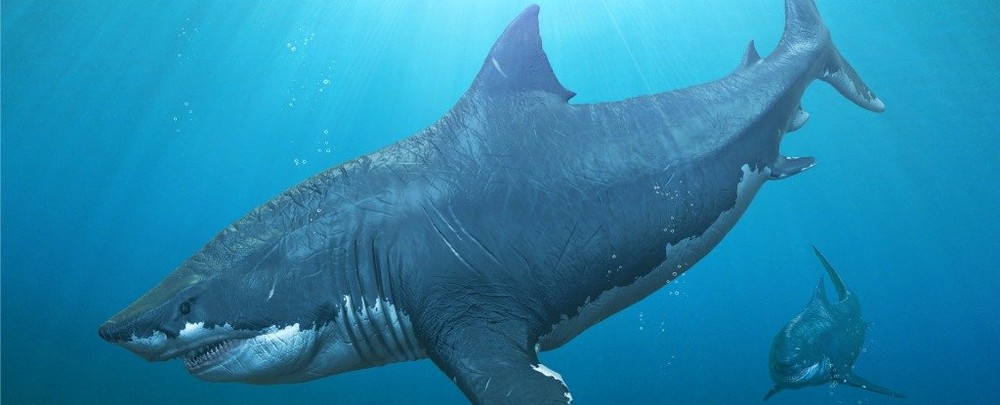 Phát hiện mới về tập tính nuôi con của cá mập lớn nhất đại dương thời tiền sử