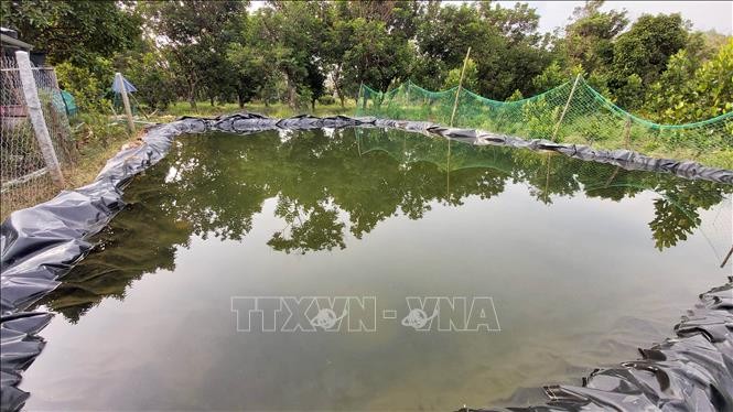 Nhà vườn ở Bến Tre chủ động trữ nước ngọt ứng phó hạn mặn