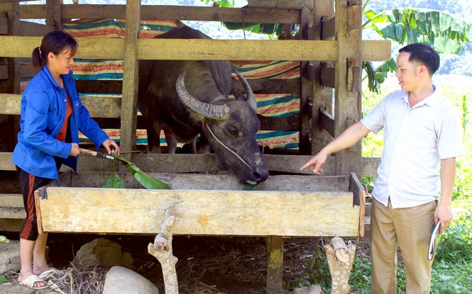 Tuyên Quang đảm bảo nguồn thức ăn dự trữ, phòng chống đói, rét cho vật nuôi 