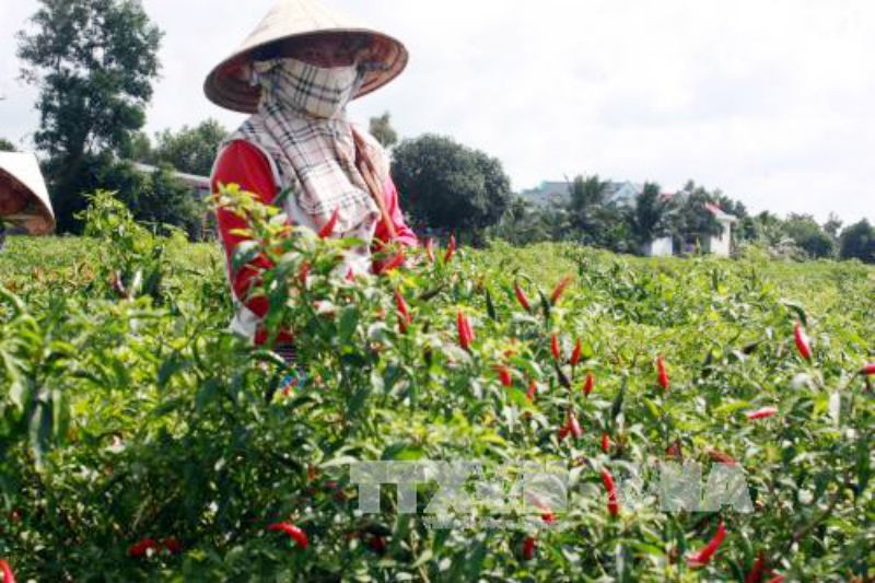 Nông dân xã Mỹ Thuận, huyện Hòn Đất thu hoạch ớt trên đất lúa trước đây. Ảnh: TTXVN