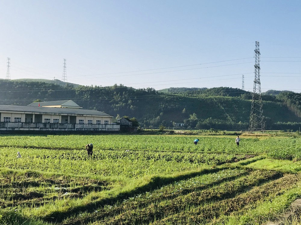 Trồng cây vụ 3 ngắn ngày tăng thu nhập cho nông dân Quảng Ninh