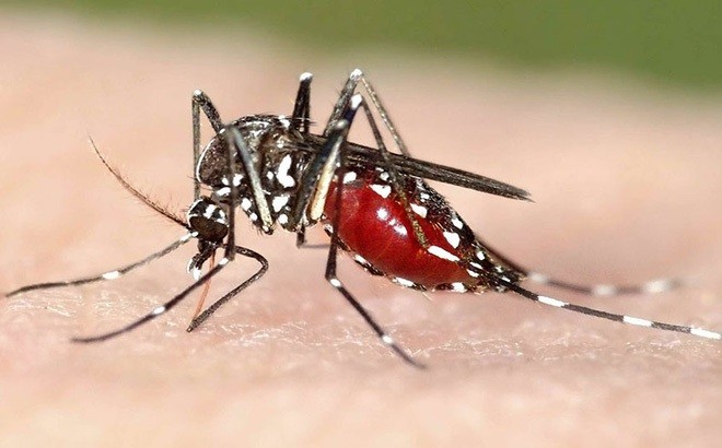 An Giang tăng cường phòng, chống bệnh Chikungunya