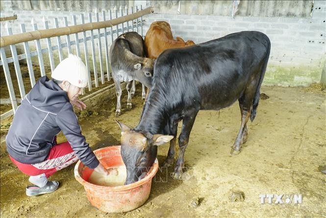 Điện Biên bảo vệ đàn gia súc trong điều kiện thời tiết giá rét