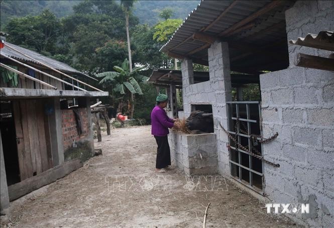 Bà con ở xã Cô Ngân (Hạ Lang, Cao Bằng) chủ động dự trữ thức ăn cho đàn trâu. Ảnh: Chu Hiệu - TTXVN