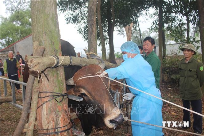 Tiêm thí điểm vaccine viêm da nổi cục trên trâu bò tại xã Tiên Phong. Ảnh: Thu Hằng-TTXVN