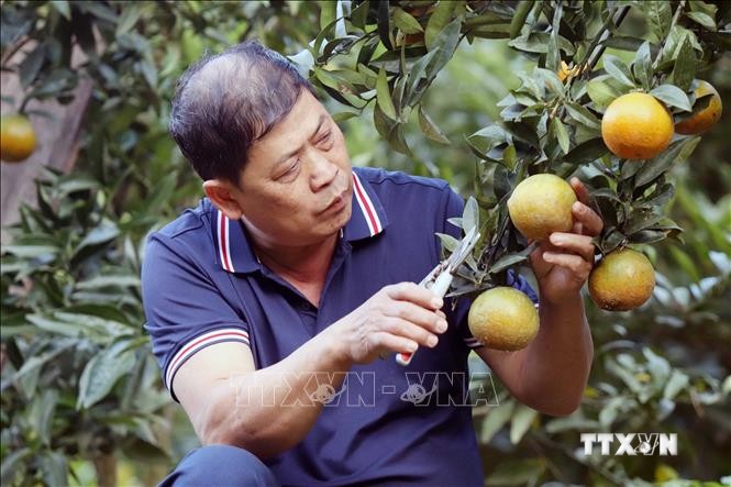 Ông Cầm Duy Vinh cải tạo vườn tạp để trồng cây ăn quả có hiệu quả kinh tế cao