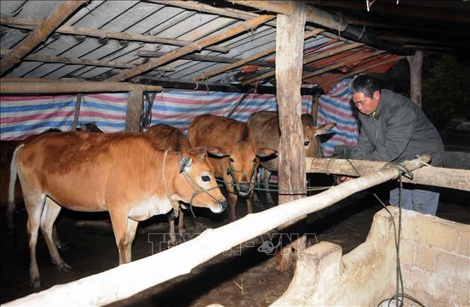 Thay đổi tập quán chăn nuôi, phòng chống đói rét cho trâu bò