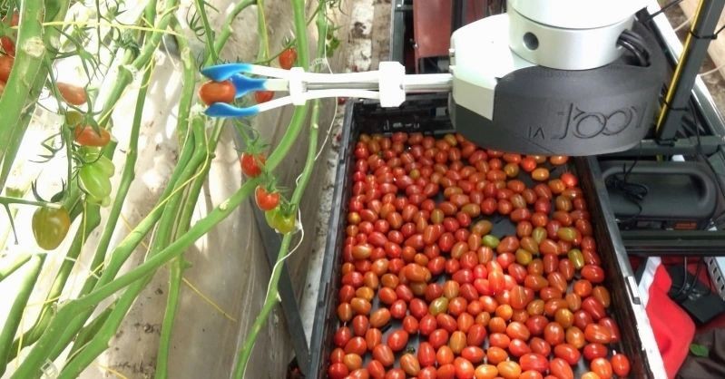 Nhật Bản chế tạo robot sử dụng trí tuệ nhân tạo để thu hoạch trái cây