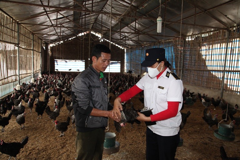 Vĩnh Phúc hướng dẫn nông dân áp dụng chăn nuôi an toàn sinh học
