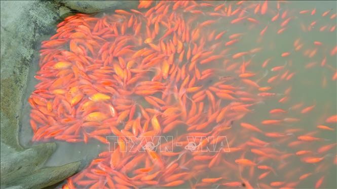 Thị trấn Tân Phong - "Thủ phủ" cá chép đỏ xứ Thanh hối hả vào vụ Tết Tân Sửu