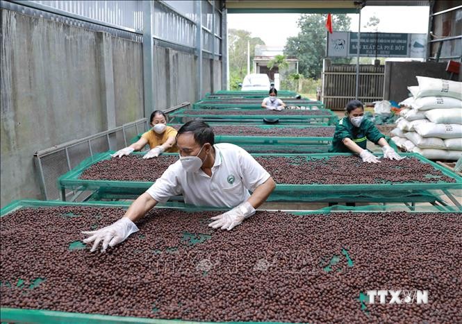 Quả cà phê của Hợp tác xã Nông nghiệp và dịch vụ Công Bằng được thu hoạch với tỷ lệ quả chín đạt 100%, phơi khô tự nhiên trong nhà màng với thời gian hơn 30 ngày đối với những ngày có nắng, sau đó mới được đưa vào chế biến. Ảnh: Vũ Sinh - TTXVN
