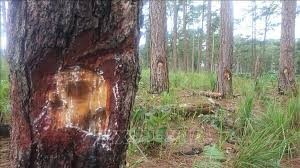 Các đội tượng hủy hoại rừng thông tại Đắk Nông bị tuyên 48 năm tù