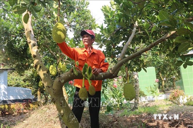 Mít Thái đầu năm có giá giúp nông dân Tiền Giang tăng thu nhập