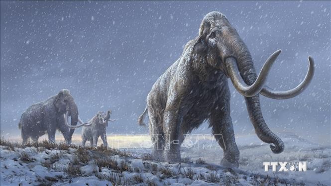 Giải mã ADN lâu đời nhất thế giới từ voi ma mút cách đây hơn 1 triệu năm