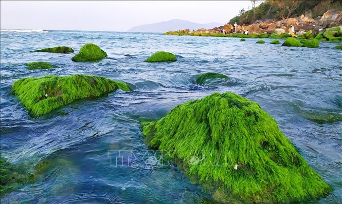 Đẹp lạ mùa rêu xanh mướt ở rạn đá Nam Ô