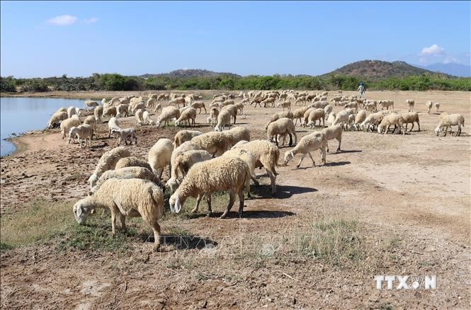 Tăng năng suất, giá trị sản phẩm từ chăn nuôi cừu ở Ninh Thuận