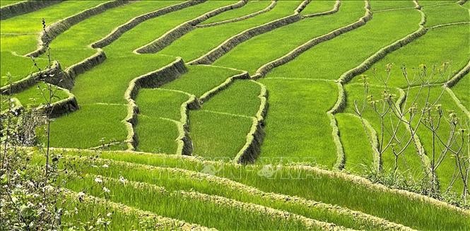 Vẻ đẹp của ruộng bậc thang mùa mạ non nơi biên giới Lai Châu
