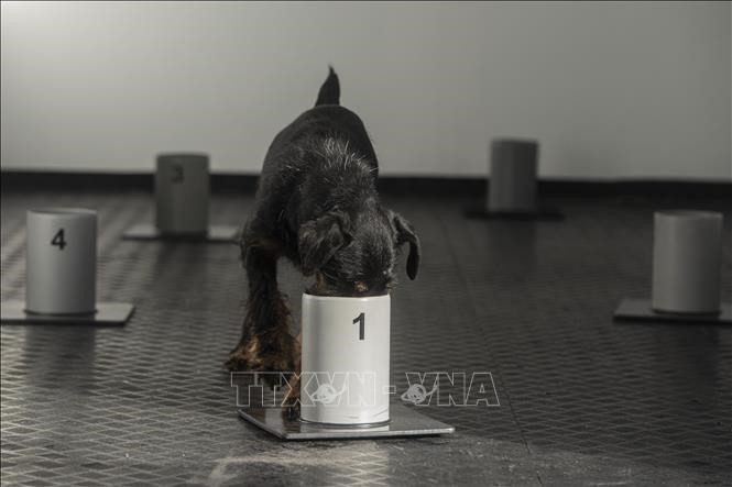 Thái Lan huấn luyện chó nghiệp vụ phát hiện người mắc COVID-19