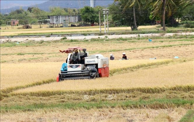Nông dân Ninh Thuận lãi 40 triệu đồng/ha lúa Đông Xuân