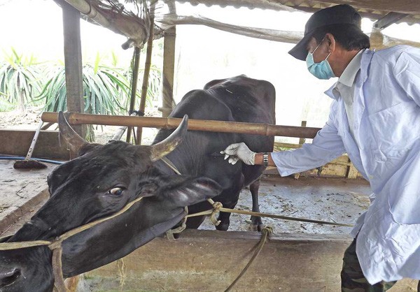 Nghệ An khẩn trương phòng chống dịch bệnh trên đàn gia súc