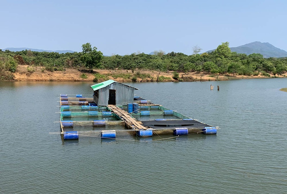 Hiệu quả mô hình thử nghiệm nuôi cá lồng trên sông Pô Kô
