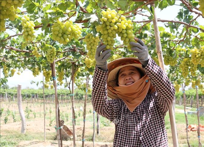 Nông dân Ninh Thuận chuyển đổi cơ cấu cây trồng tăng hiệu quả kinh tế