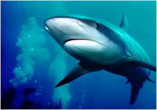 Nghiên cứu đầu tiên chứng minh cá mập cảm nhận từ trường để định hướng di chuyển