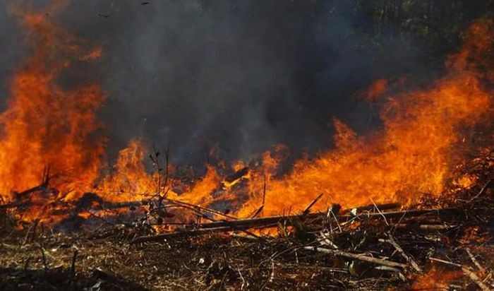 Cảnh báo nguy cơ cháy rừng ở Quảng Ngãi do nắng nóng gay gắt