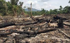 Gia Lai: Để mất hàng trăm hecta rừng, nguyên Trưởng ban Quản lý rừng bị truy tố