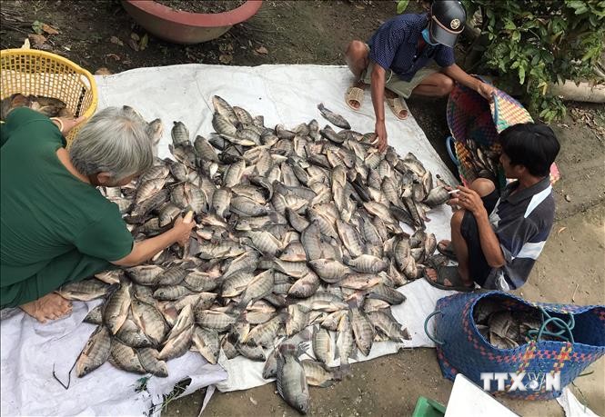 Nông dân vùng U Minh Thượng tăng thu nhập từ nuôi cá đồng