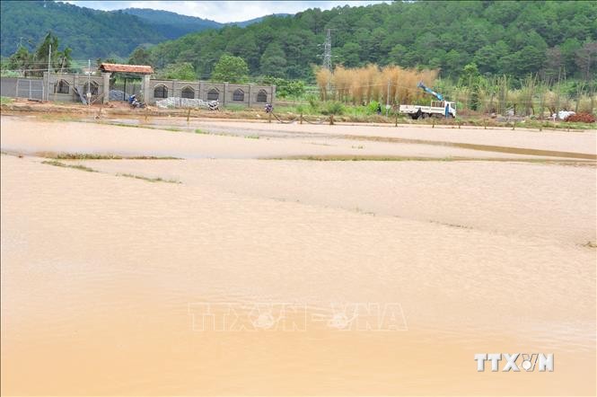 Mưa lớn nhấn chìm hơn 100 hecta vùng chuyên canh rau, hoa ở Lâm Đồng