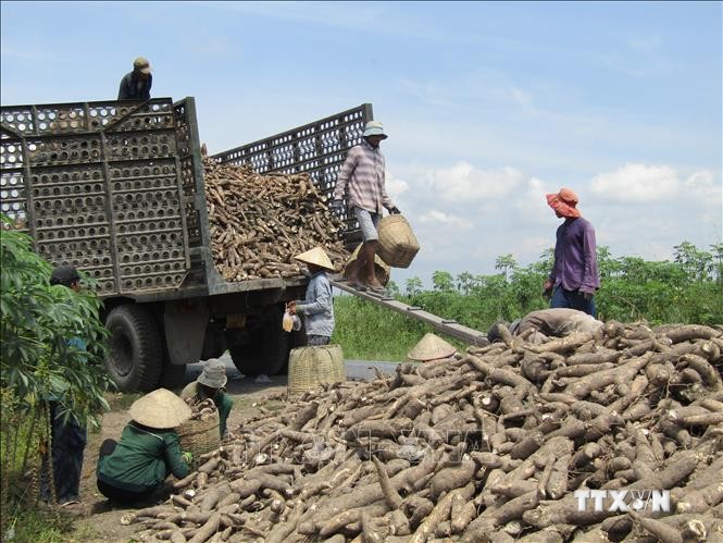 Nông dân trồng sắn Tây Ninh lãi 40 - 50 triệu đồng/ha