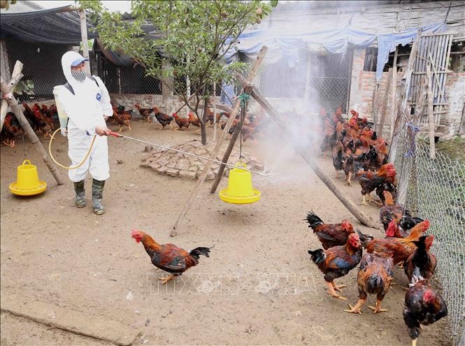 Bình Phước quản lý chặt tuyến biên giới phòng chống bệnh cúm gia cầm A/H5N8