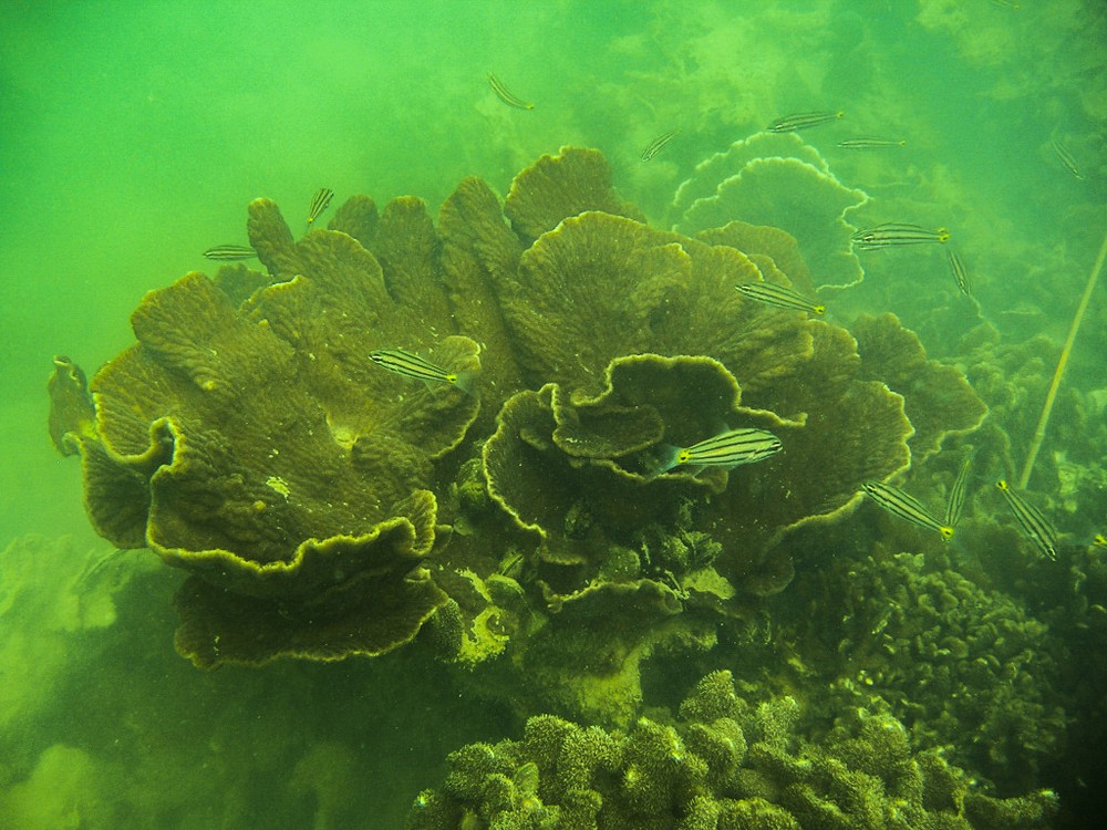 Khôi phục và bảo vệ hệ sinh thái rạn san hô trên vịnh Hạ Long