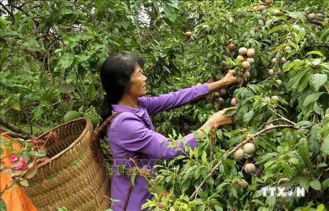 "Đũa thần" giúp nông nghiệp Lào Cai chuyển mình