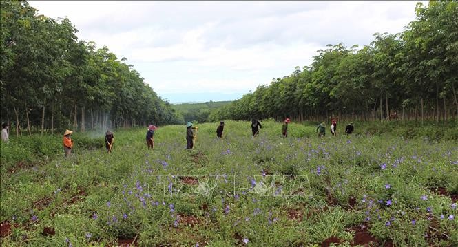 Những diện tích cây dược liệu tại huyện Chư Sê ngày càng được mở rộng vì giống cây này phù hợp với điều kiện khí hậu, thổ nhưỡng địa phương. Ảnh: Hồng Điệp - TTXVN