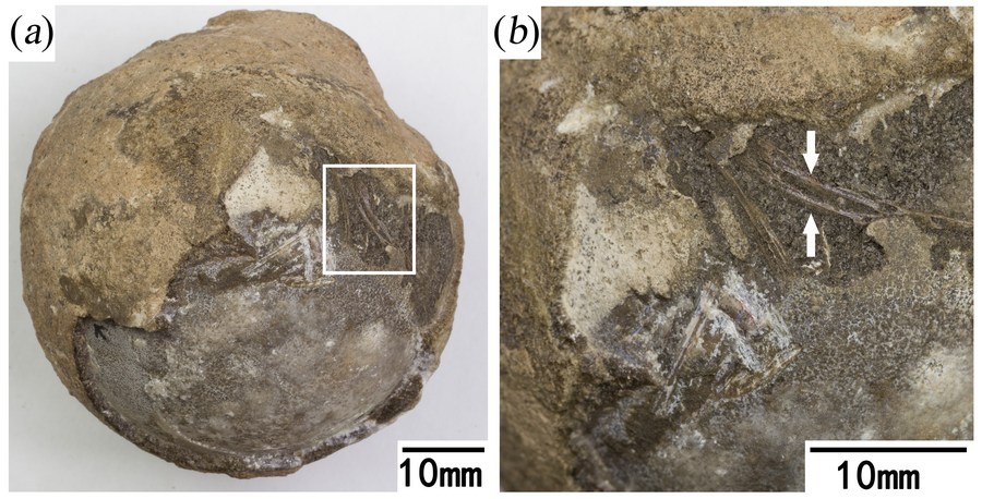 Quả trứng hóa thạch chứa phôi thai rùa với cấu trúc xương (chỉ ra bởi các mũi tên màu trắng). Ảnh: cinhuanet.com