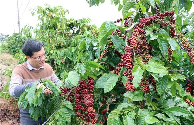 Du lịch cà phê góp phần mở ra cơ hội phát triển mới cho du lịch nông nghiệp Việt Nam