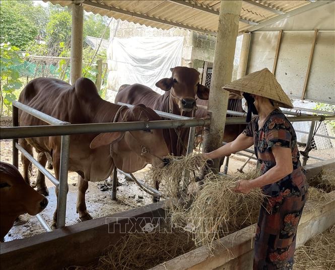 Quảng Trị: "Nhà" tránh lũ cho gia súc - mô hình hiệu quả cần nhân rộng 